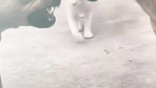 Cat Gagging at the Smell of Coffee! 3