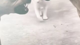 Cat Adopts an Orphaned Squirrel! 🐿️ 3
