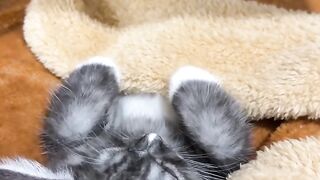 Cat Rolling in Catnip Euphoria! 3