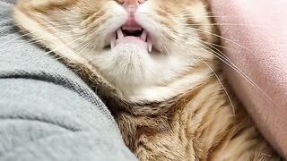 Cat Meowing "No" to a Bath! 🗣️ 3
