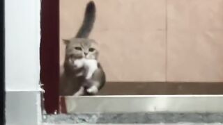 Cat Jumping on the Kitchen Counter! 3