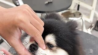 The Most Satisfying Black Pomeranian Grooming Transformation | From Scruffy to Teddy Bear Cut