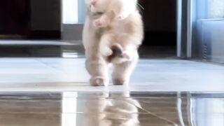 Cat Watching a Scary Movie Reaction! 👻 3