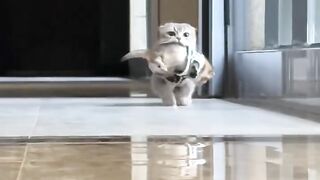 Cat Knocking the Camera Down! 📸 3