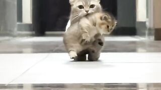 Cat Reacts to Owner Wearing a Mask! 😷 3