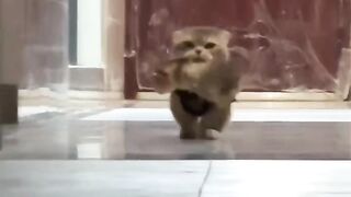 Cat Tangled in a Ball of Yarn! 🧶 2