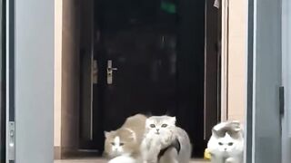 Cat Trying to Catch the Laser Dot! 🔴 2