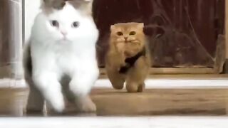 Cat Meowing at the Shower Water! 10