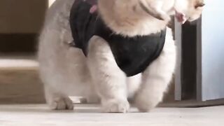 Cat Trying to Fit in a Tiny Shoe! 👟 3