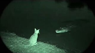 Cat Fighting its Own Tail in a Circle! 2