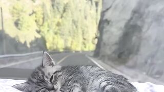Cat Smiling for a Photo! 📸 3