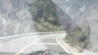 Cat Reacts to a Magic Trick! 🪄 3