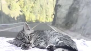 Cat Sleeping in a Hammock! 🌴 3