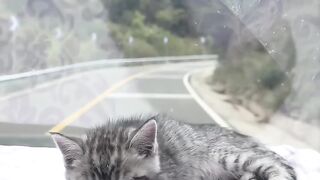 Cat Stealing a Hair Tie! 11