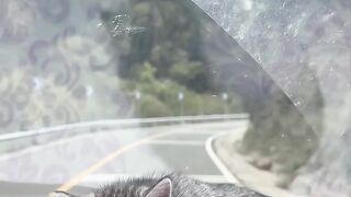 Cat Chasing a Butterfly in the Yard! 🦋 3