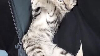 Cat Falling Asleep on Owner's Face! 12