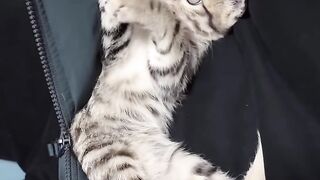 Funniest Cat Fails of 2026! 😂 13