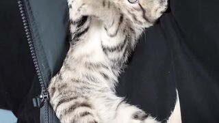 Ninja Cat Jumping Level 999! 12