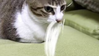 The Most Beautiful Fluffy Cat Ever! 13