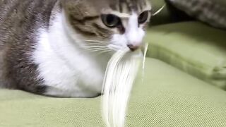 Crazy 3 AM Cat Zoomies Caught on Tape! 11