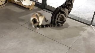 Heartwarming Mother Cat and Kittens! 11