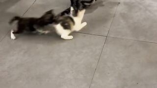 Smart Cat Opens the Door! Genius! 11