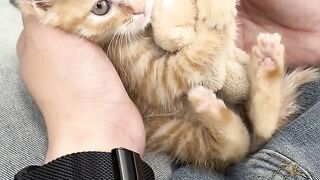 Cat Sneezing is the Cutest Thing! 12