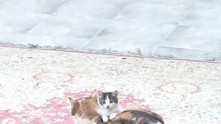 Invisible Maze Challenge for Cat! 11