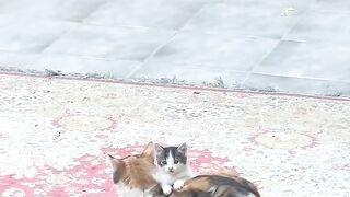 Cat Bringing Me Weird Gifts! 12