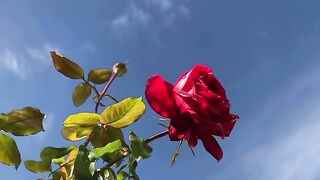 A rose against a blue sky