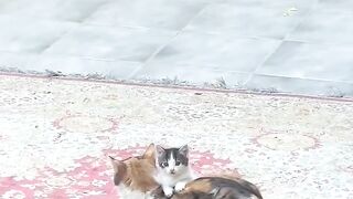 Relaxing Cat Purring Sounds for Sleep 💤 12