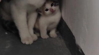 Cat Discovering Ice for the First Time! 11