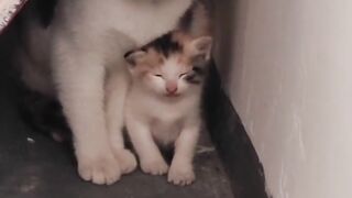 Cat Refuses to Walk on Leash! 😂 11