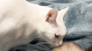 Cat Trying to Catch Fish on iPad! 12