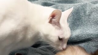 Cat Getting Brain Freeze from Ice Cream! 10