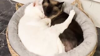 Cat Stealing Pizza Slice in 4K! 10