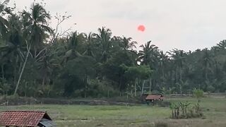 sun, sky, rice field, and rural