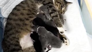 Cat Gently Waking Up Owner! 12