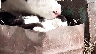 Cat Adopting a Baby Duck! So Pure! 10