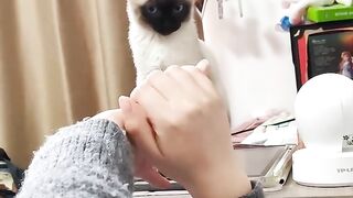 Cat Making Biscuits on a Soft Blanket! 9
