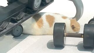 Ultimate Cat Fails Compilation 2026! 11