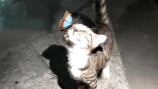 Kitten Meets Dog for the First Time! 🥺 12