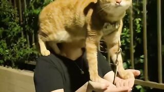 Cat Annoying Older Cat! Funny Sibling Rivalry! 9