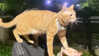 Cat Taking Over the Dog's Food Bowl! 11