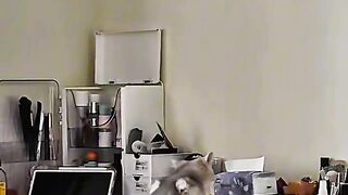 Cat vs Robot Vacuum! Epic Showdown! 11