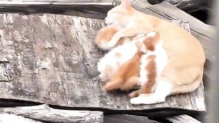 Cat Smelling Durian for the First Time! 😂 11