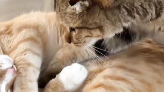 Cat Adopts an Orphaned Squirrel! 11