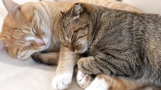 Cat Ringing a Bell for Treats! 12