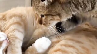 Cat Sneaking Up on a Toy Mouse! 11