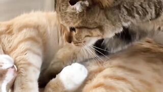 Cat Trying to Fit in a Tiny Shoe! 10